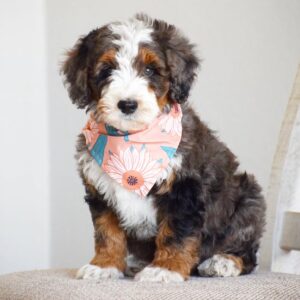 Berne Golden Doodle Puppies