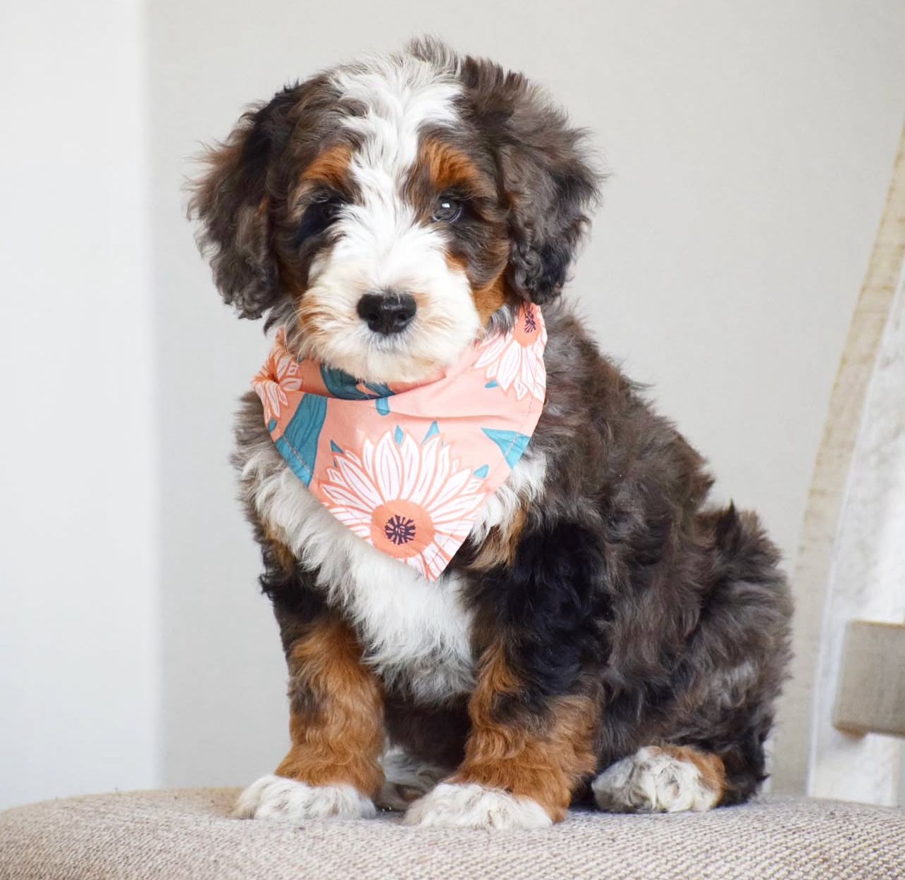 Telton-Mini Berne Doodle 1 Berne Golden Doodle Puppies