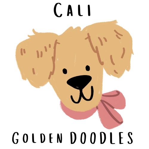 Golden Doodle Puppies For Sale