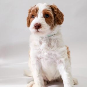 Mini Golden Doodle Puppies