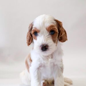 Mini Golden Doodle Puppies