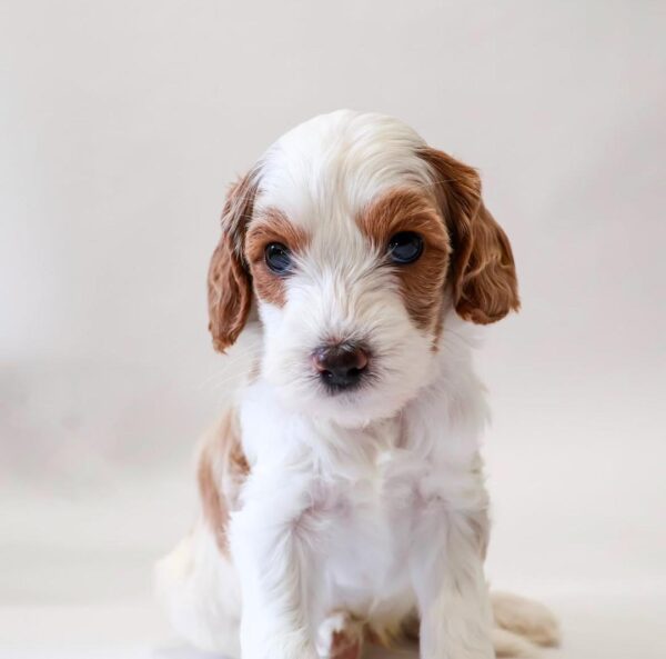 Mini Golden Doodle Puppies
