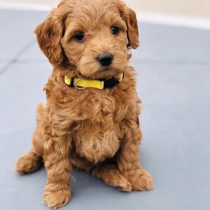 Standard Golden Doodle Puppies For Sale