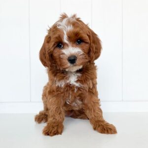 Mini Golden Doodle Puppies