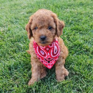 Bella – Toy Golden Doodle Puppy