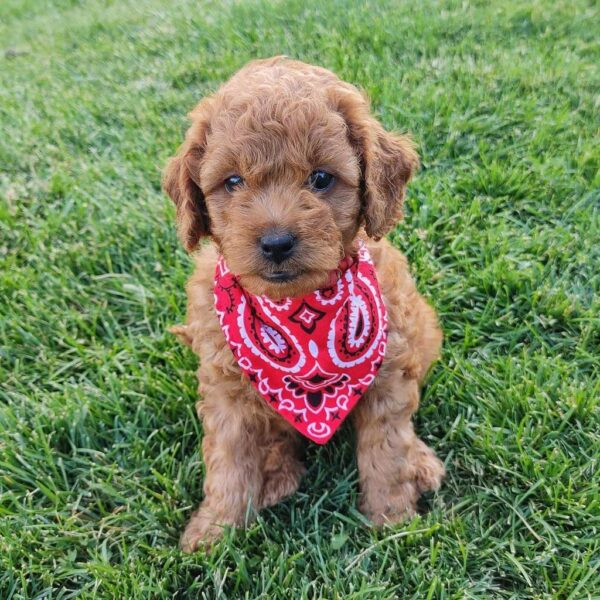 Bella – Toy Golden Doodle Puppy