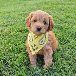 Luna – F1b Teacup Golden Doodle Puppy