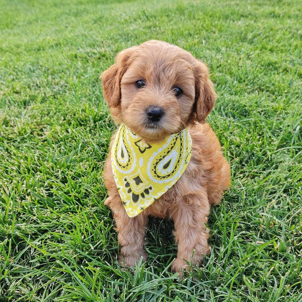 Luna – Toy Golden Doodle 1 Luna – F1b Teacup Golden Doodle Puppy