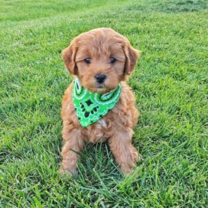 Oliver – Toy Golden Doodle