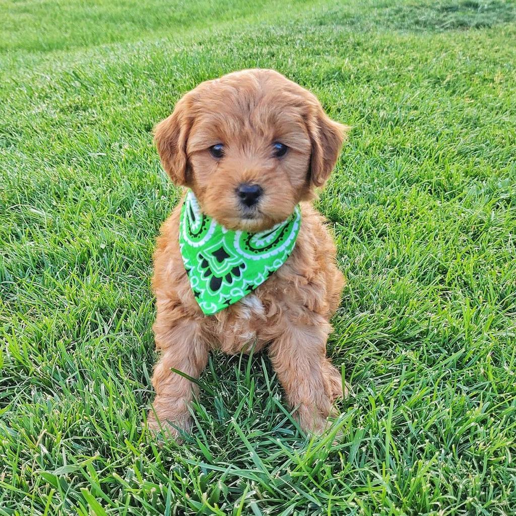 Oliver– Toy Golden Doodle 1 Oliver – Toy Golden Doodle